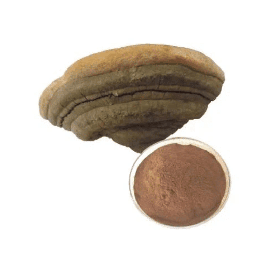 Black Hoof Mushroom Extract