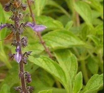 forskolin coleus forskohlii