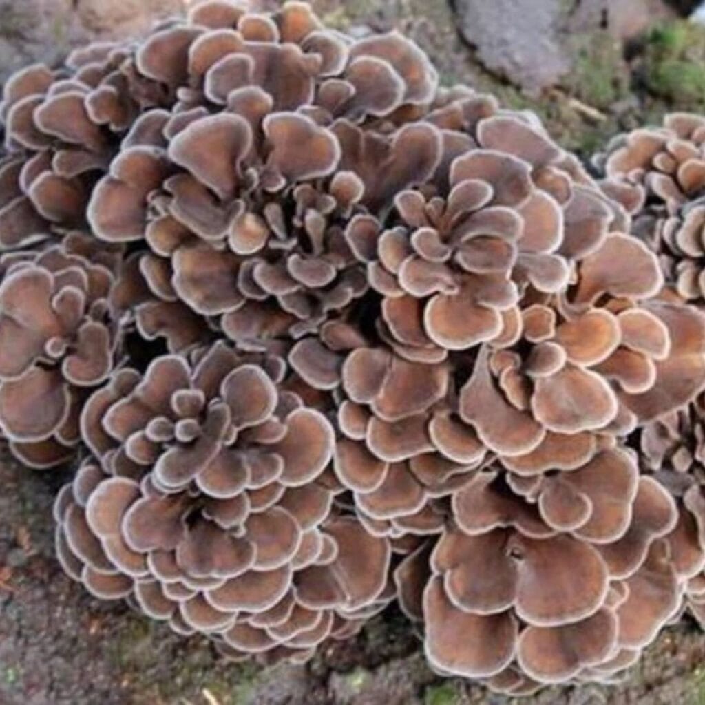 maitake
